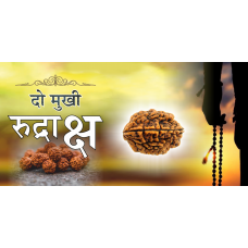 2 Mukhi Rudraksh (4.0)